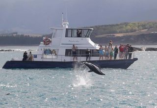 Swim with the dolphins