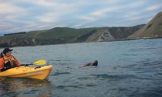 Kaikoura Kayaks