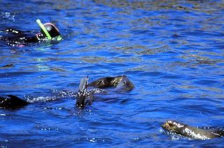 Swim with the seals